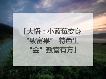 大悟：小蓝莓变身“致富果” 特色生“金”致富有方